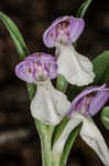 Showy orchis <BR>Showy orchid